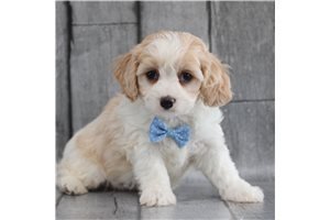 cavachon-puppies-available-foe-adoption-big-0