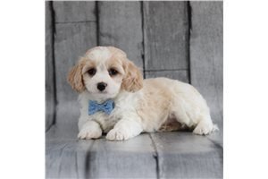 cavachon-puppies-available-foe-adoption-big-1