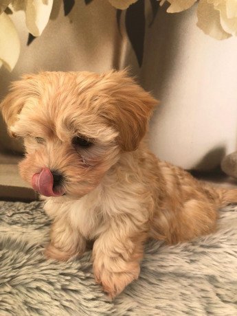 amazing-maltipoo-puppies-for-adoption-big-1