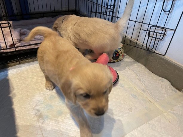 golden-retriever-puppies-for-adoption-big-0