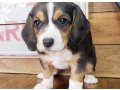 beagle-puppies-available-for-adoption-small-0