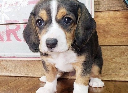 beagle-puppies-available-for-adoption-big-0