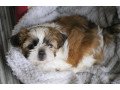 amazing-shih-tzu-puppies-available-for-sale-small-1