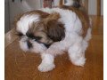 amazing-shih-tzu-puppies-available-for-sale-small-0