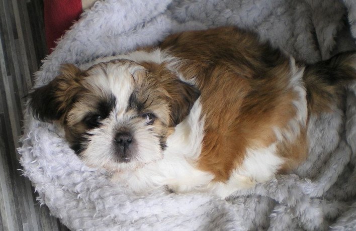 amazing-shih-tzu-puppies-available-for-sale-big-1
