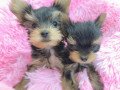 tiny-and-adorable-yorkie-puppies-small-1