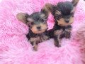 tiny-and-adorable-yorkie-puppies-small-0