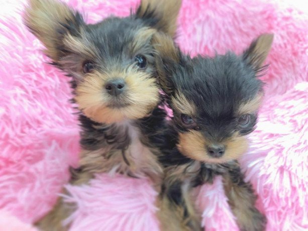 tiny-and-adorable-yorkie-puppies-big-1