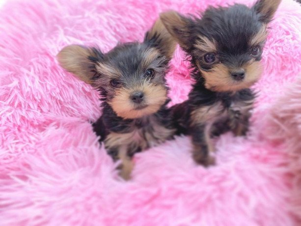 tiny-and-adorable-yorkie-puppies-big-0