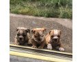 male-and-female-english-bulldog-puppy-small-4