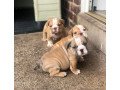 male-and-female-english-bulldog-puppy-small-3