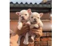 top-quality-french-bulldog-puppies-available-small-0