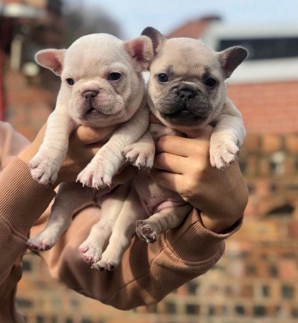 top-quality-french-bulldog-puppies-available-big-1