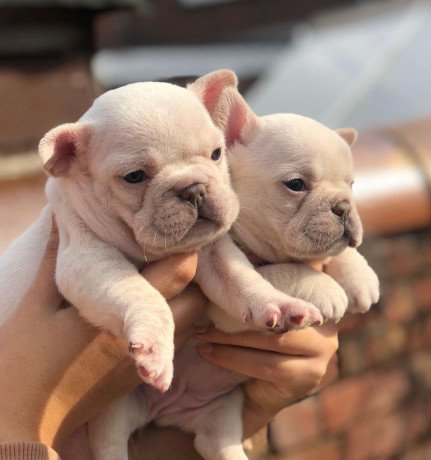top-quality-french-bulldog-puppies-available-big-2