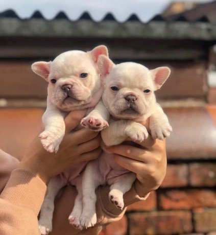 top-quality-french-bulldog-puppies-available-big-0