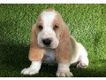 my-basset-hound-puppies-are-always-vailable-small-0