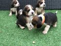 12-weeks-old-beagle-puppies-puppy-small-0