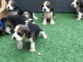 12-weeks-old-beagle-puppies-puppy-small-1
