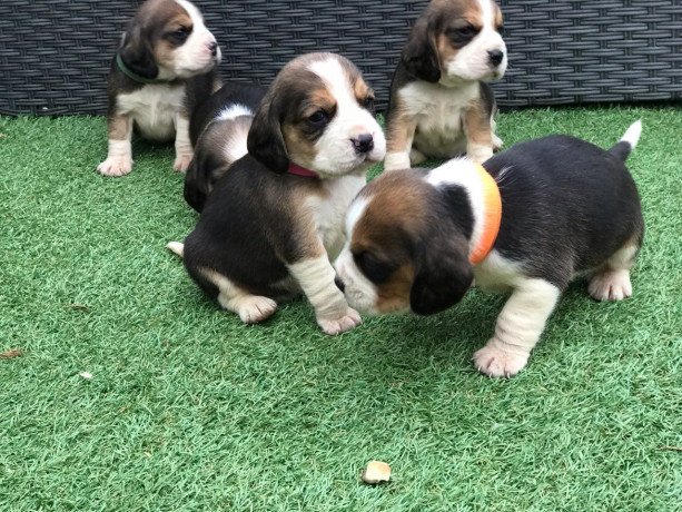 12-weeks-old-beagle-puppies-puppy-big-0