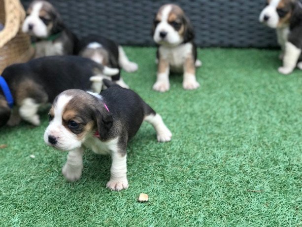 12-weeks-old-beagle-puppies-puppy-big-1