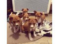 quality-besenji-puppies-small-1