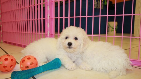 absolutely-friendly-bichon-frise-puppies-big-0