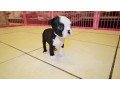 purebred-boston-terrier-puppies-available-small-3