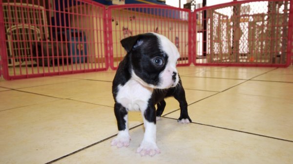 purebred-boston-terrier-puppies-available-big-2