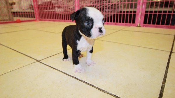 purebred-boston-terrier-puppies-available-big-3