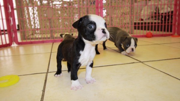 purebred-boston-terrier-puppies-available-big-0