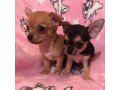 pure-breed-chihuahua-puppies-small-1