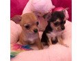 pure-breed-chihuahua-puppies-small-0