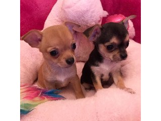 Pure Breed Chihuahua Puppies.