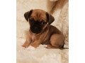 adorable-pedigree-chorkie-puppies-ready-small-1