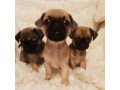 adorable-pedigree-chorkie-puppies-ready-small-0