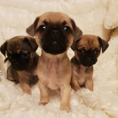 adorable-pedigree-chorkie-puppies-ready-big-0