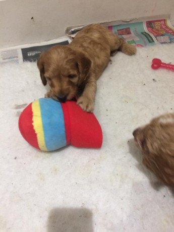 adorable-cockerpoo-pups-available-big-2