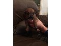 outstanding-dachshund-puppies-for-ssale-small-2