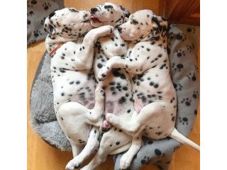 Dalmatian Available for Adoption