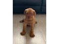 good-looking-dogue-de-bordeaux-puppies-for-adoption-small-0