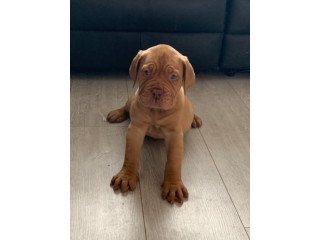 Good Looking Dogue de Bordeaux Puppies for adoption