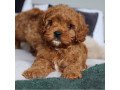 quality-cavapoo-puppies-for-sale-small-0