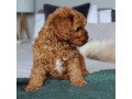 quality-cavapoo-puppies-for-sale-small-2