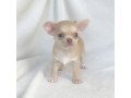 chihuahua-puppies-available-for-re-homing-small-2