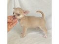 chihuahua-puppies-available-for-re-homing-small-0