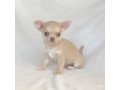 chihuahua-puppies-available-for-re-homing-small-1