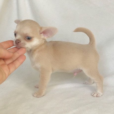 chihuahua-puppies-available-for-re-homing-big-0