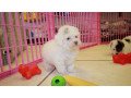 pretty-face-poodle-pups-available-small-0