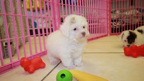 pretty-face-poodle-pups-available-big-0
