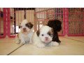 beautiful-white-shih-tzu-pups-for-sale-small-0